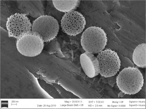 Silicon microparticles may improve breast cancer vaccines