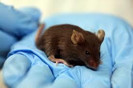 Scientists target hos and not flu virus find successful new treatment in mice