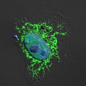 The body’s innate immune response begins by producing a flurry of chemicals.