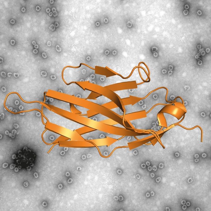 New tool detects and destroys norovirus