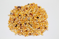 “Enogen corn is a win for the farmer, a win for the ethanol plant and a win for the consumer.