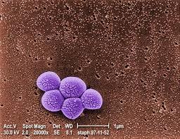 Off-patent antibiotics treat MRSA infections