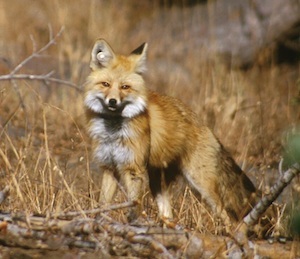 Sierra Nevada Red Fox, a candidate species for ESA protections.