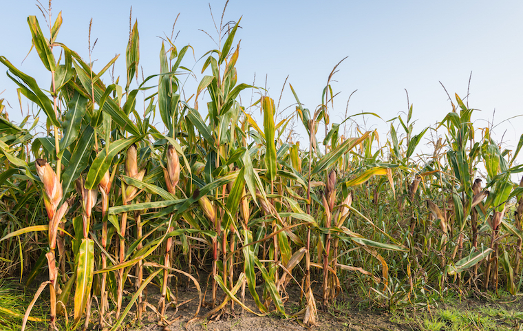 Reason has the earliest maturing score of the new first choice DL additions with a 35.6 percent dry matter content at harvest.