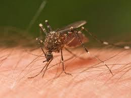 Dengue fever update