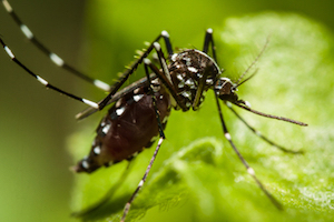 Report details zika virus potential in Texas, Gulf Coast.