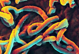 Ebola virus has not yet mutated into deadlier form