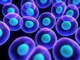 Scientists discover important piece of antiviral defense