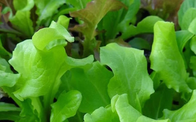 Robert Colangelo is an expert on indoor vertical farming and sustainability.