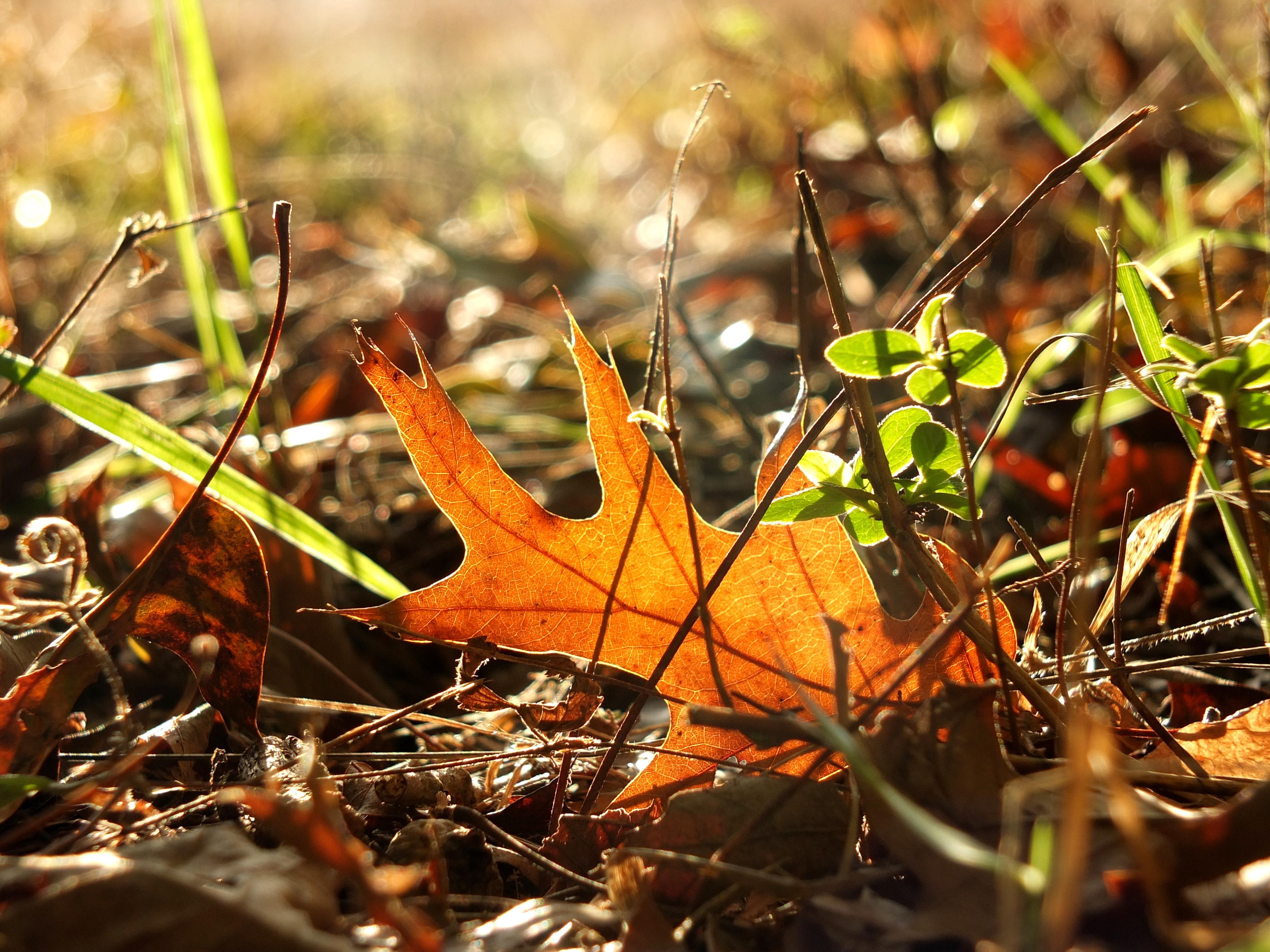 A fallen leaf is a great option for pressing.