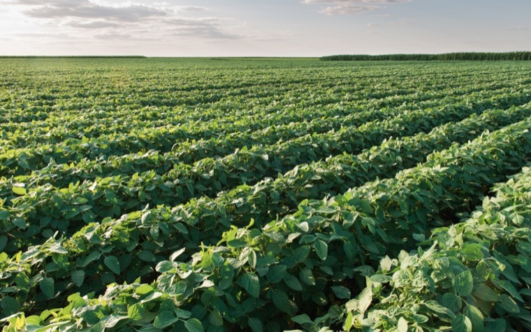 FDA on track to approve Arcadia Biosciences' new soybean technology.