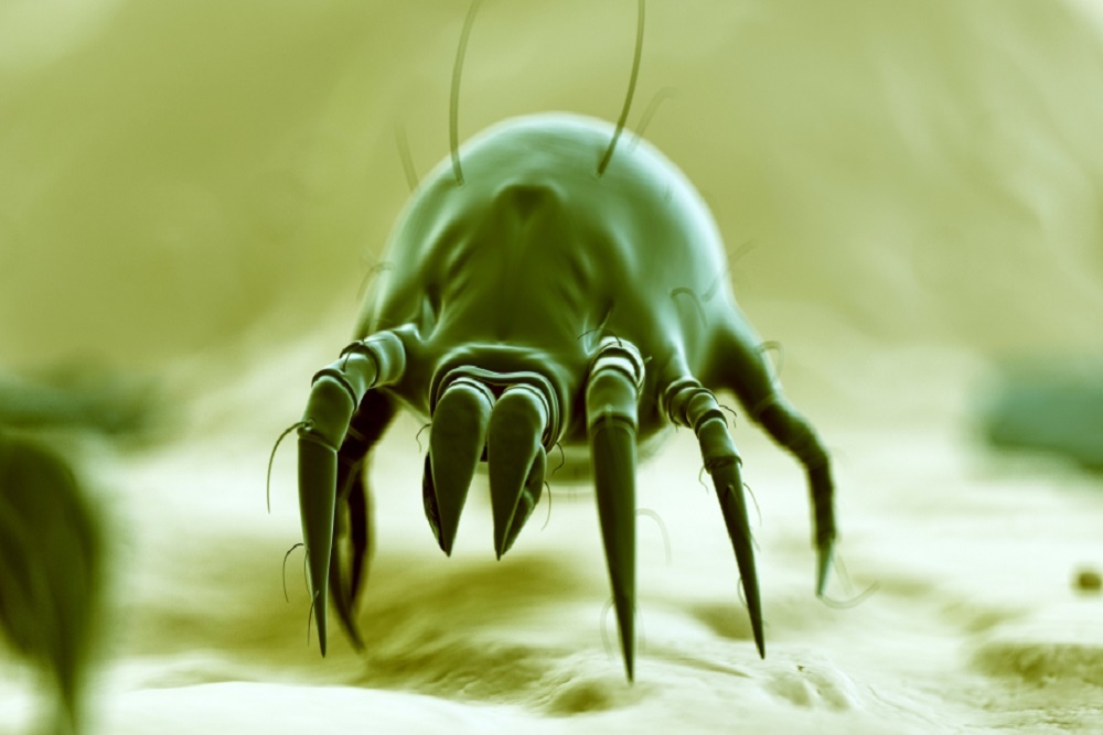 New Research on Dust Mites and Respiratory Infections Current Science