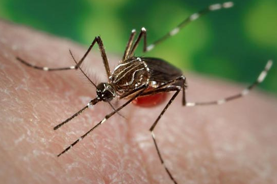 Researchers progress toward dengue fever elimination
