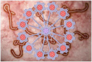 Researchers have developed a fullerene system that inhibits Ebola virus spread.