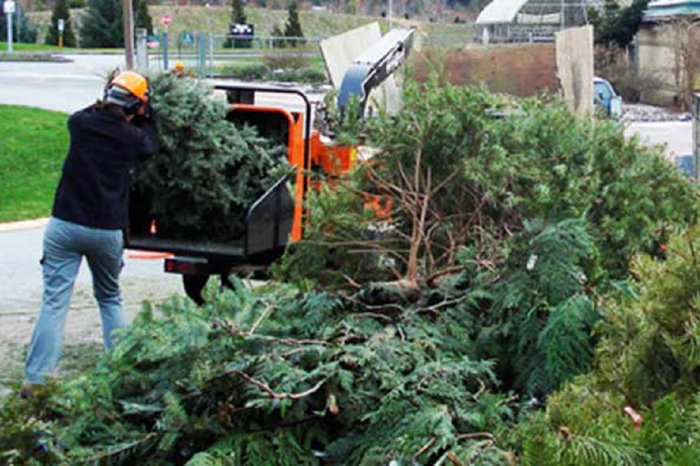 Christmas Tree Collection Springfield Illinois 2022 Christmas Tree Collection 2022 | Sangamon Sun