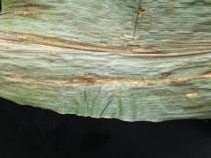 Lesion symptoms of Bacterial Leaf Stripe on corn in Illinois.