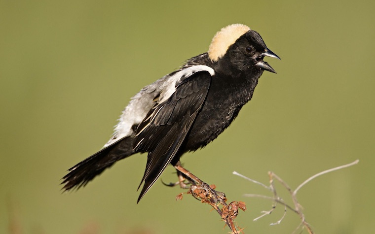 Charlotte Steeves partnered with the Dartmouth Natural Resource Trust to conduct a study on a 26-acre field owned by the trust.