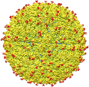 Leidos will lead efforts to discover and develop antigens and determine which ones are the best candidates to prevent Zika infection.