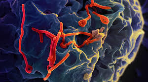 Vaccinations need increased in countries with Ebola