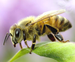 A proposed EPA rule would ban most pesticides on crops in bloom to protect honeybees.