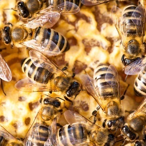 Three beekeeping courses land at McHenry County College
