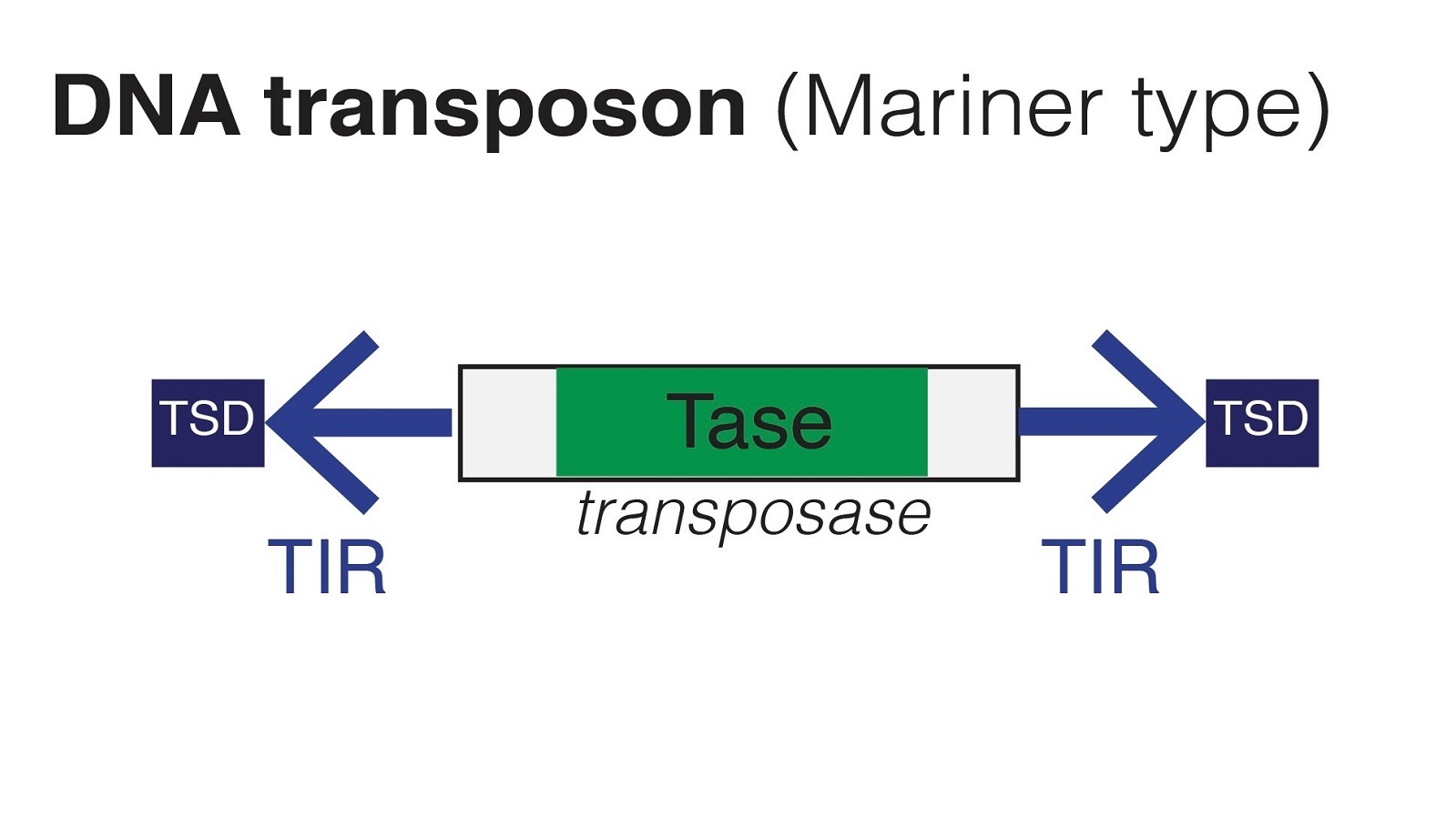 New study finds evolutionary novelty may be due to rearrangement of