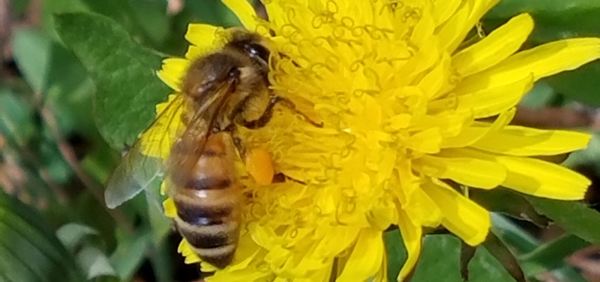 A honey bee collects pollen