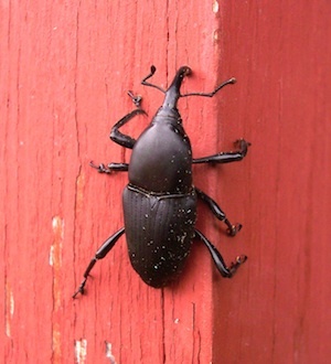 Syngenta announced Tuesday it had update its WeevilTrak, an online monitoring tool to track the annual bluegrass weevil beetle.