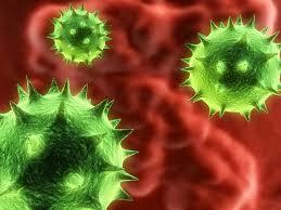 Norovirus candidate vaccine provokes broad immune response