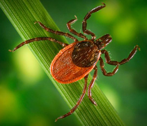 Tularemia warnings in New Mexico