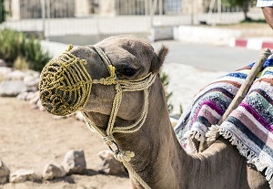 Two new studies explore containment options for camel-transmitted MERS.