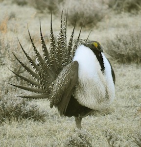 Greater Sage Grouse