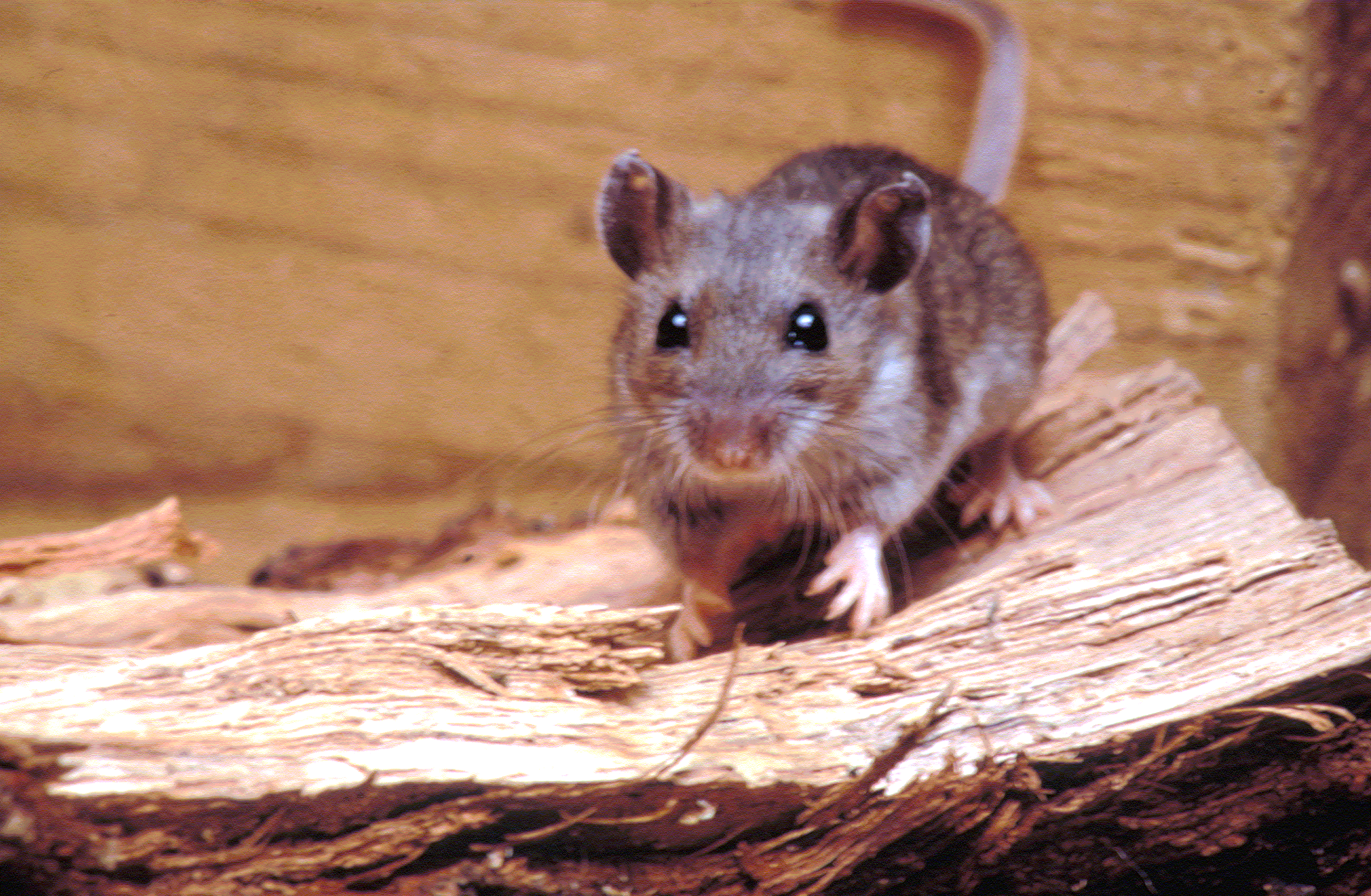 Hantavirus is spread by rodents.