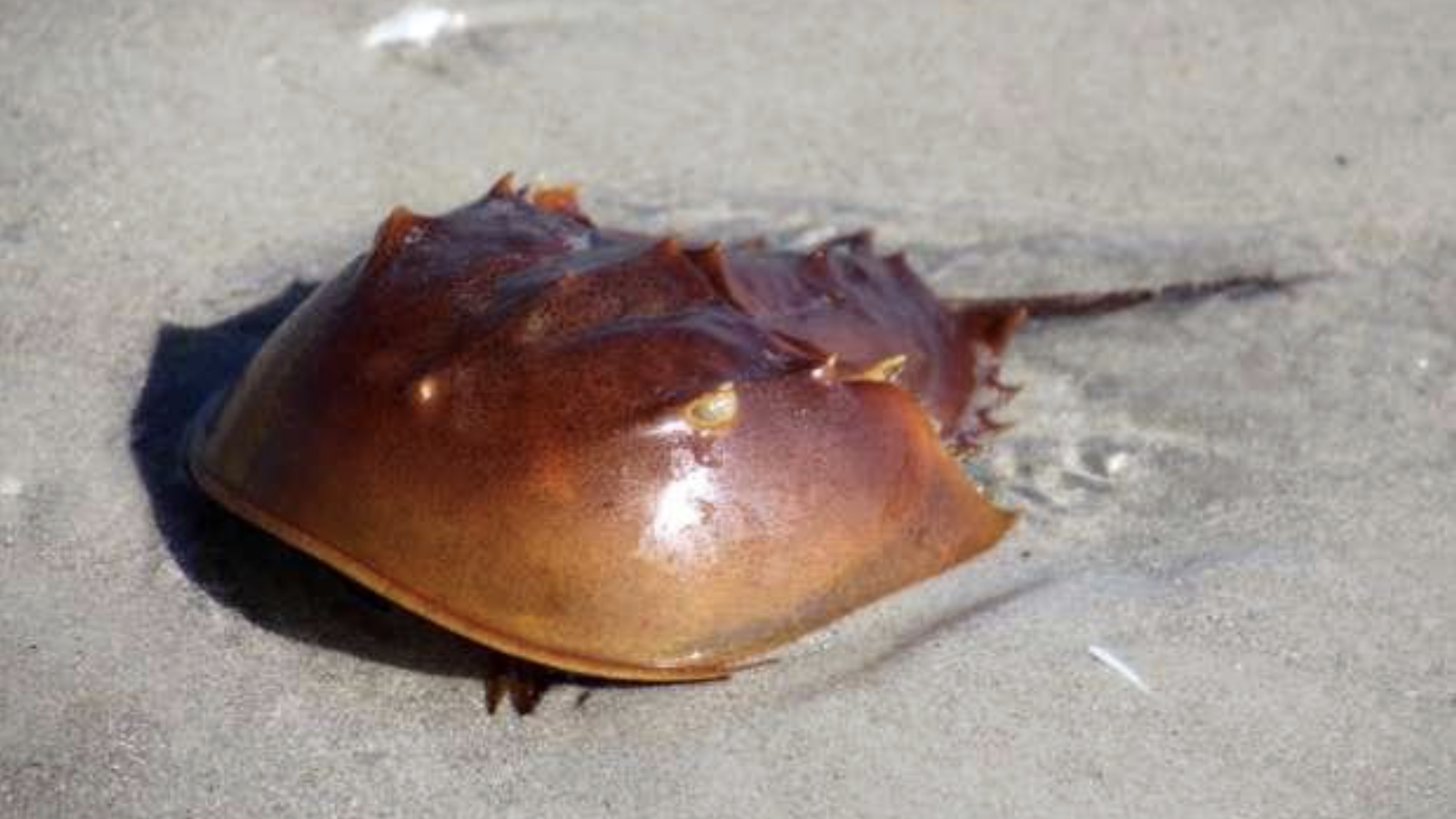 The Crab Gets Pinched: Bill Sargent explains how humans depend on the Horseshoe Crab | Kinute The Crab Gets Pinched: Bill Sargent explains how humans depend on the Horseshoe Crab | Kinute