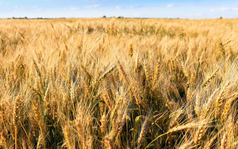 The National Association of Wheat Growers is pleased by the Senate Agriculture Committee recent action on the Grain Standards Act that sets the framework for the functioning of the U.S. Department of Agriculture's Federal Grain Inspection Service.
