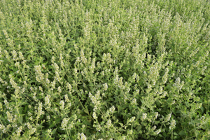 DuPont HCO is derived from the catmint plant (pictured).