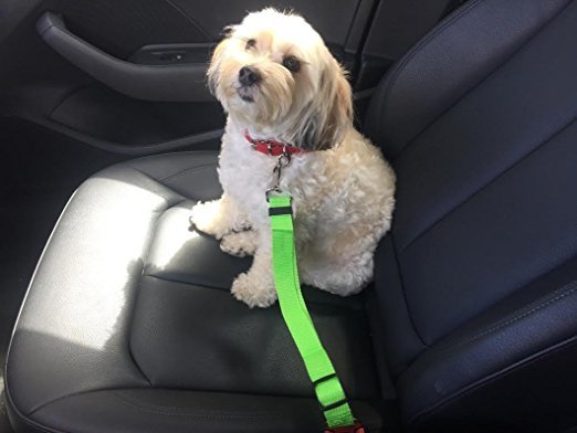 BSI Seat Belt Leash
