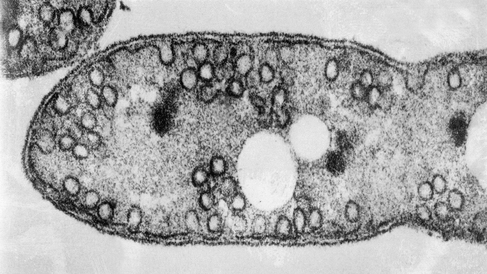 German researchers find heat stress in Rhodobacter sphaeroides bacteria