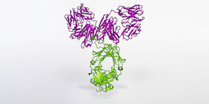 The studies will test the effects of intravenously delivering VRC01.