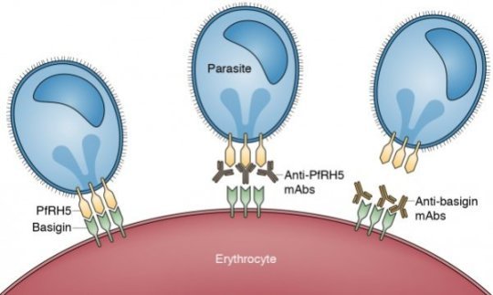A study published in The Journal of Experimental Medicine shows a new drug effectively blocks malaria.