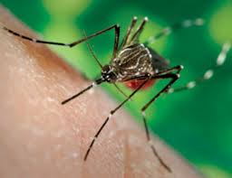 First patient joins chikungunya and dengue safety risk study