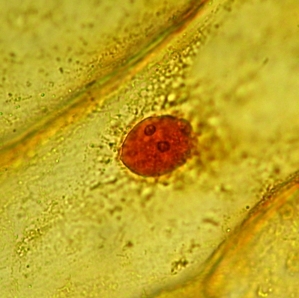 Daiichi Sankyo's collaborative oncolytic virus has receieved designation under the SAKIGATE Designation System