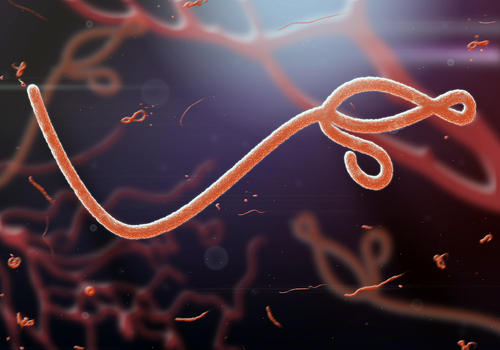 Johnson & Johnson said it will begin a Phase 1 trial of an Ebola test vaccine.