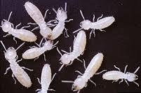 A nicotinoid pesticide has been shown to weaken termite defenses, leading to death by fungal infections.