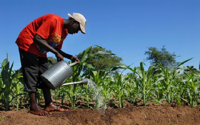 The African Development Bank and KfW have announced a collaboration that aims to advance the agricultural transformation agenda across Africa.