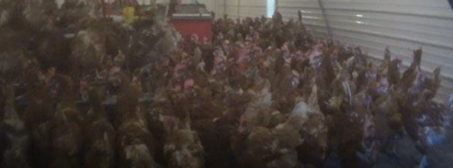 Nellie's fights class actions over 'free range' claims - Vimarsana News