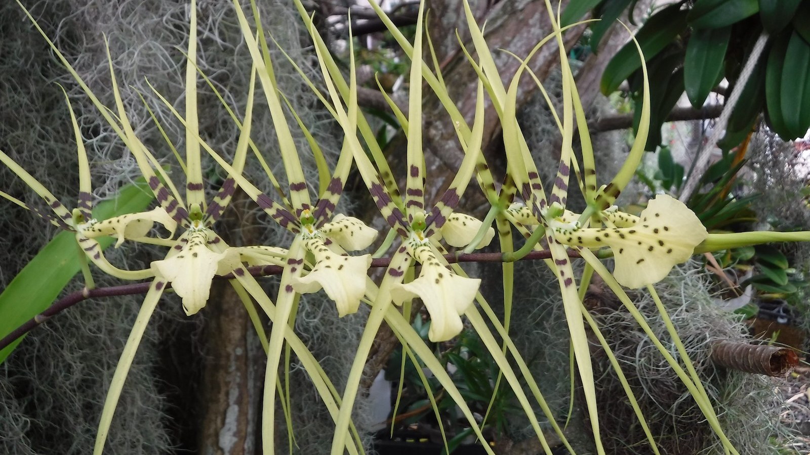 Kona Orchid Society sets Spring Show and Sale Big Island Times