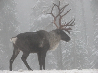Woodland caribou (Rangifer tarandus caribou)