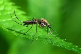 Cancer drugs may treat malaria parasites