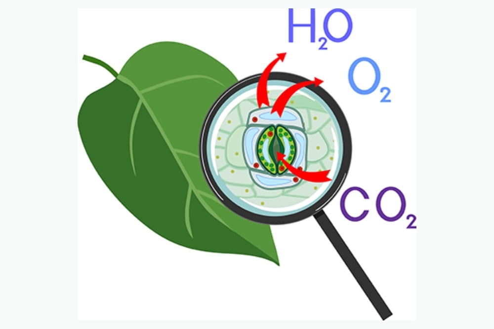 Researchers Identify Elusive Carbon Dioxide Sensor in Plants that